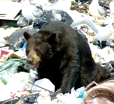 The bears are back in town