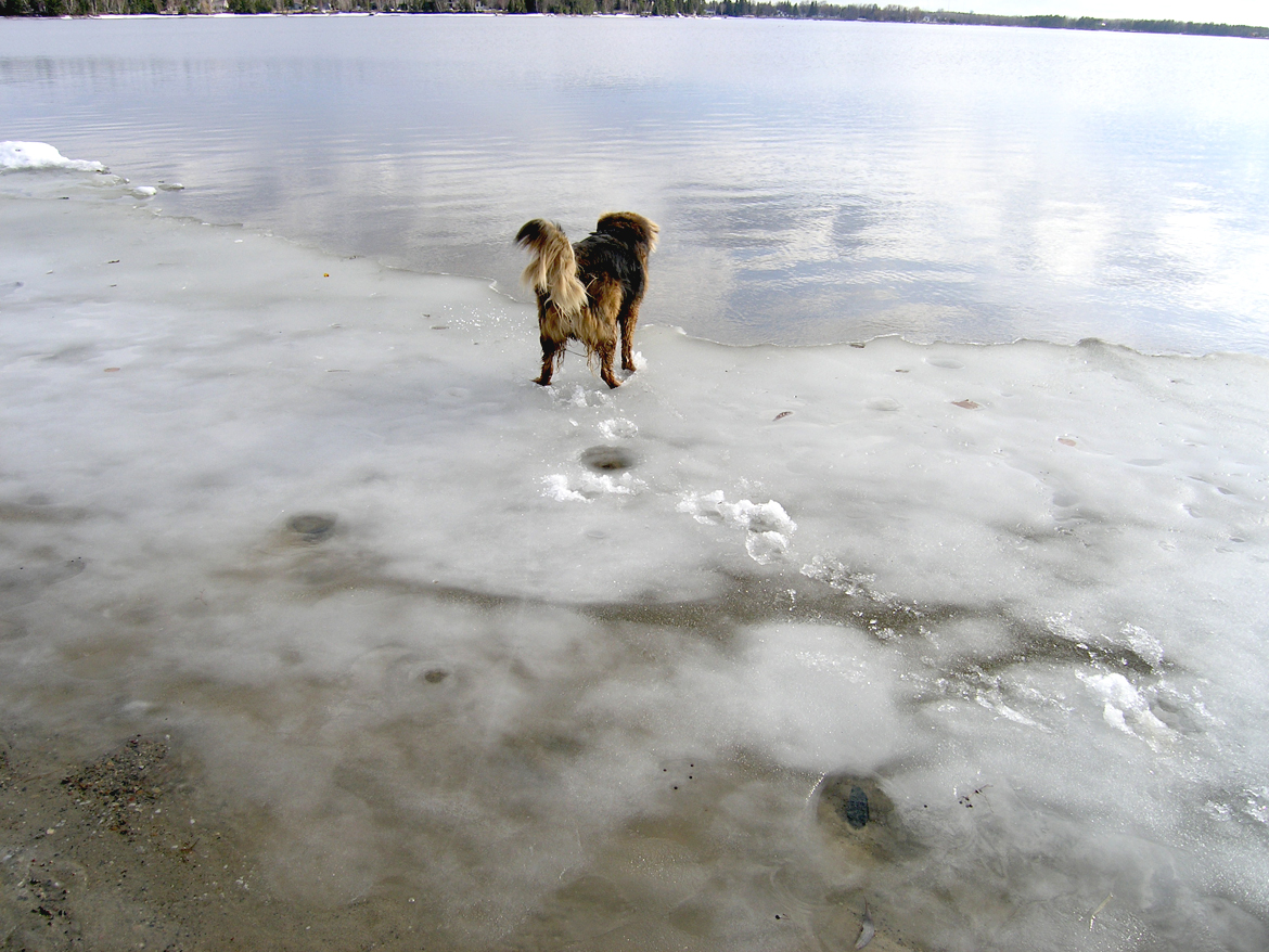 Receding ice