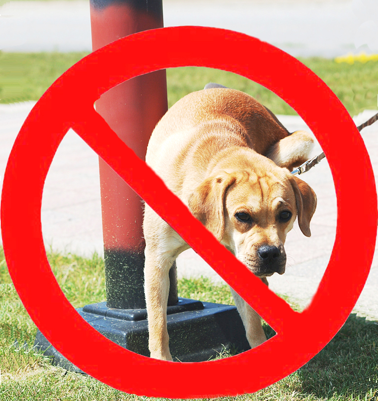 Bad dog!