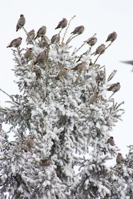Birds of a feather