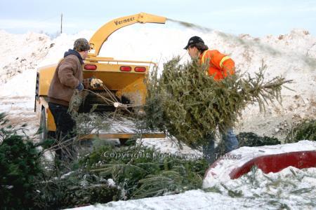 So long, tannenbaum