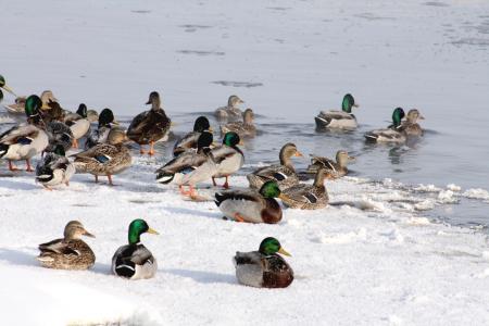 cold ducks 2
