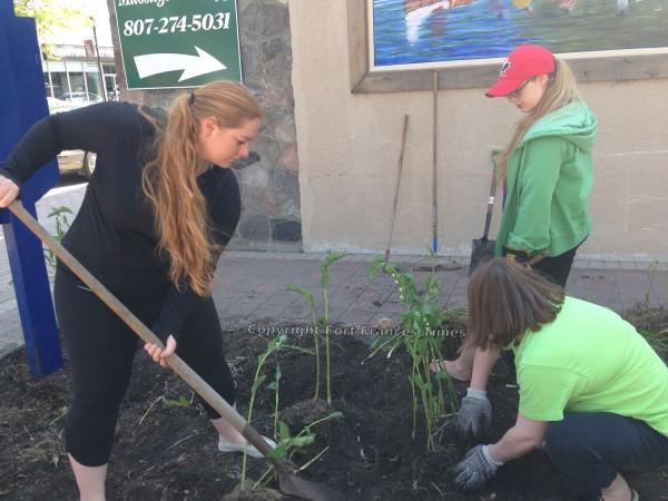 Courtyard planting
