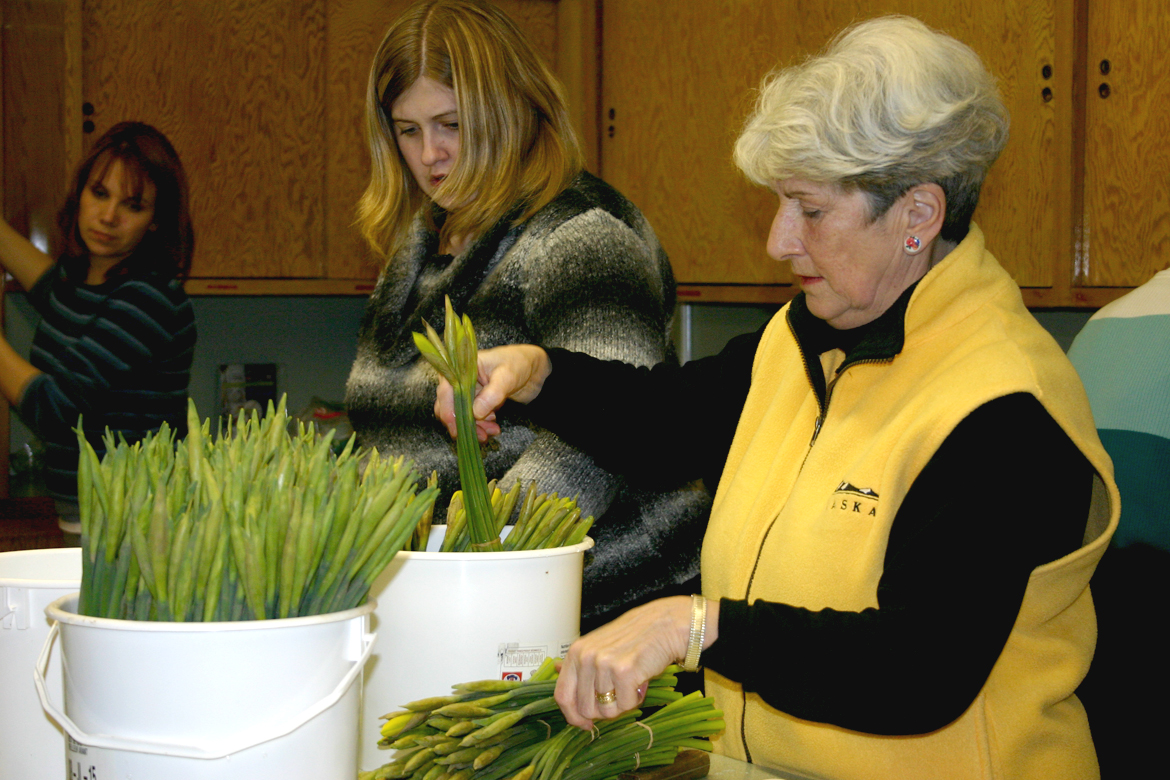 Preparing daffodils