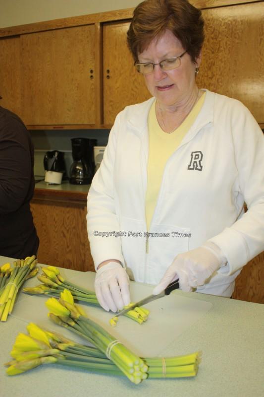 Cutting daffodils