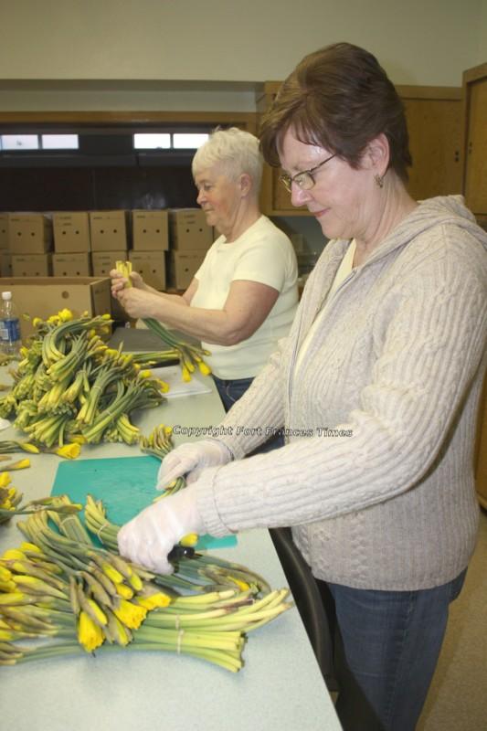 Daffodil cutting