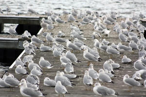 Birds of a feather