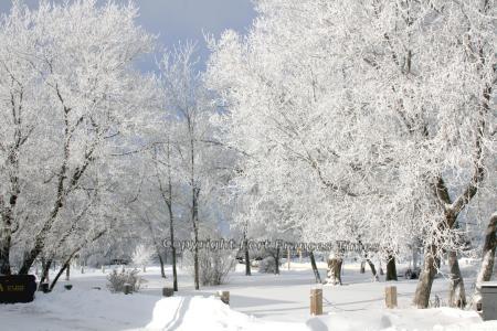 Frosty scene