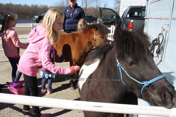 Grooming horses