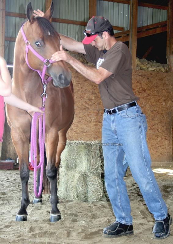 Horse care