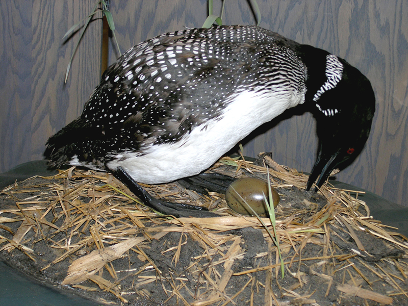 ‘Cry of the Loon’