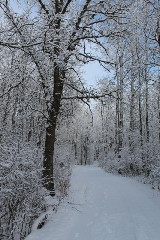 New trails