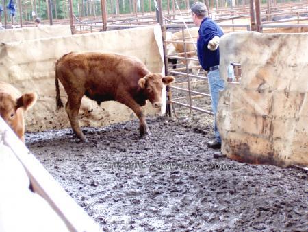Cattle sale