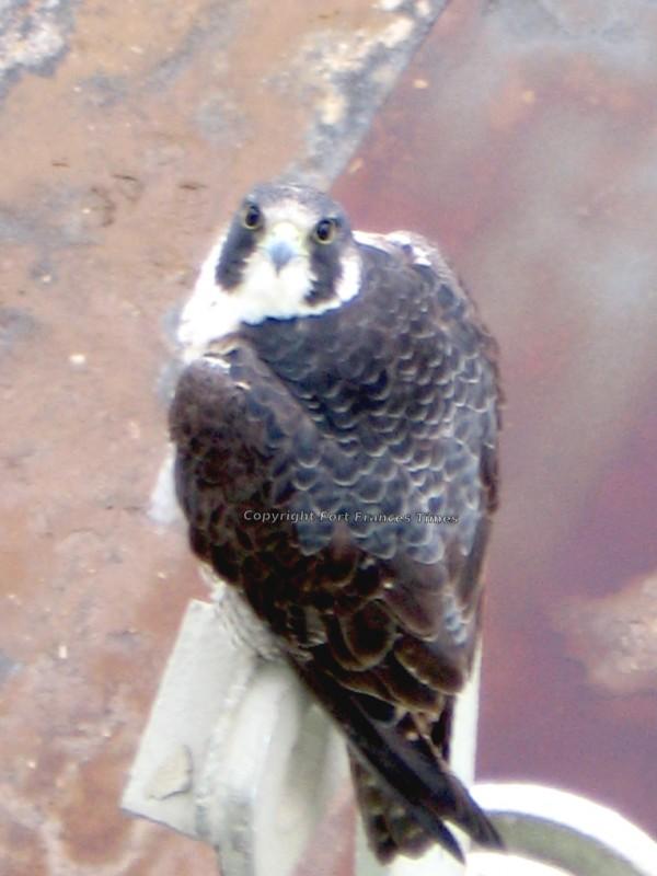 Falcon sighting