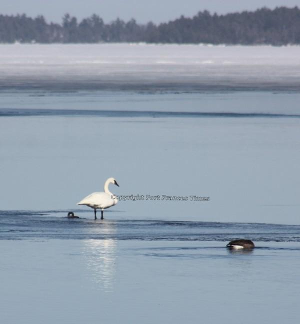 swan on ice