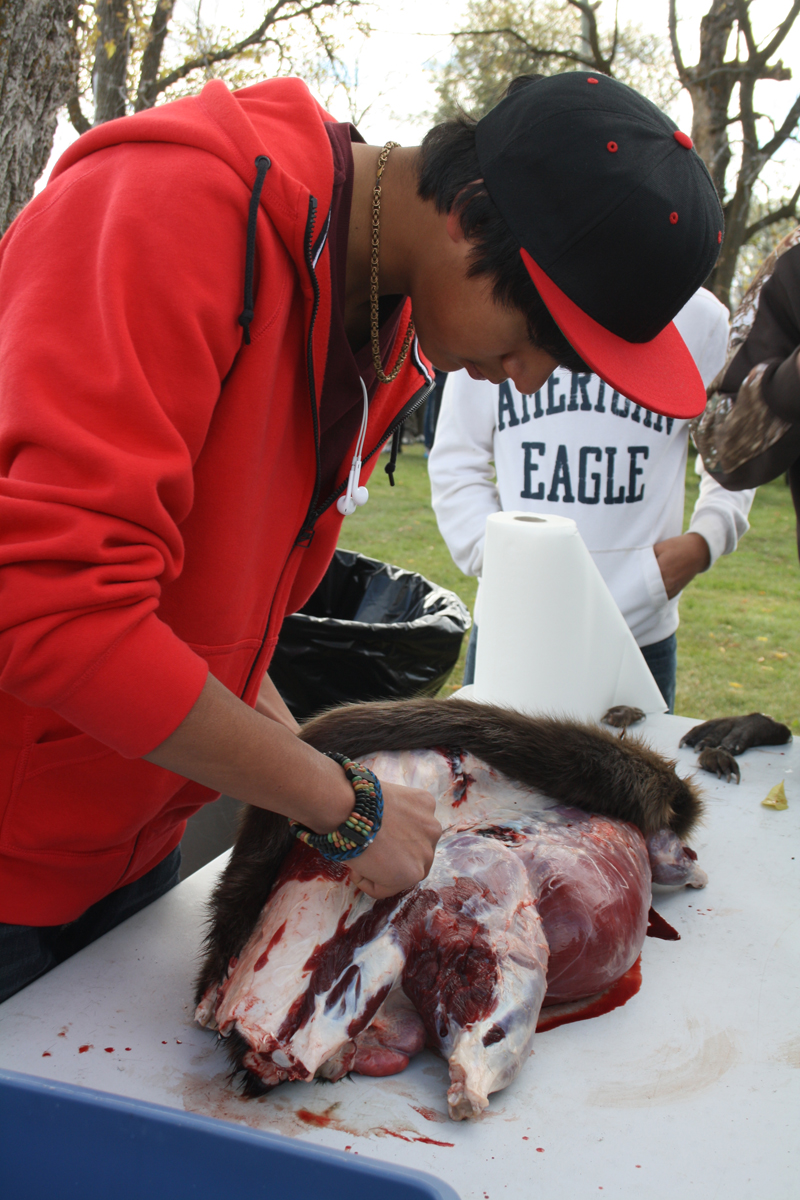 Skinning beaver
