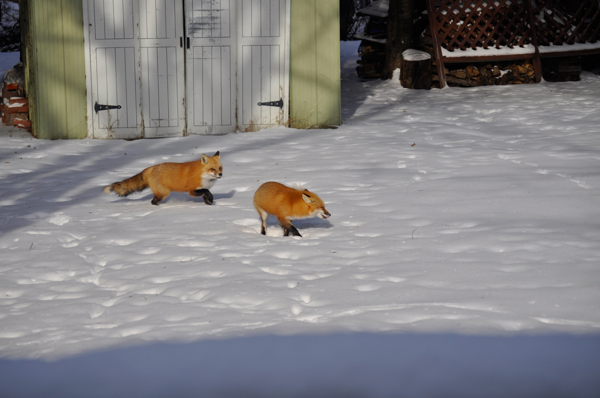 Pair of foxes