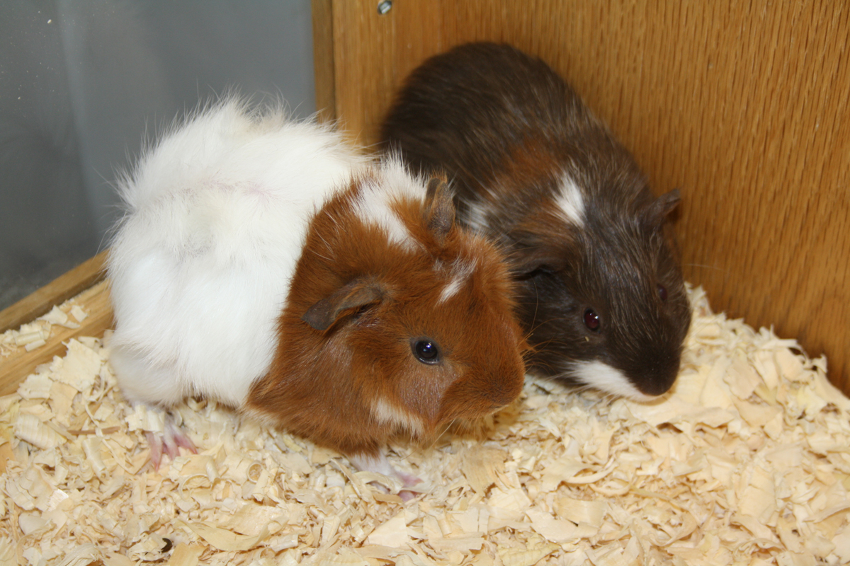 Guinea pigs