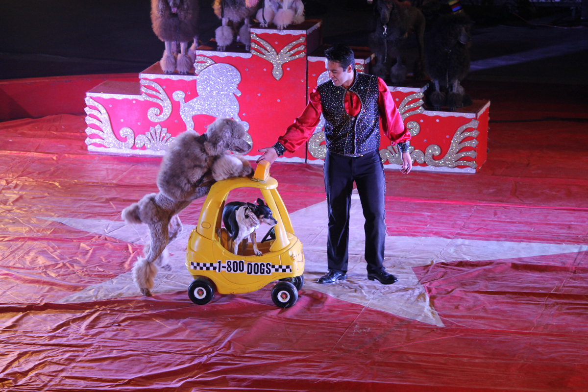 Dog act