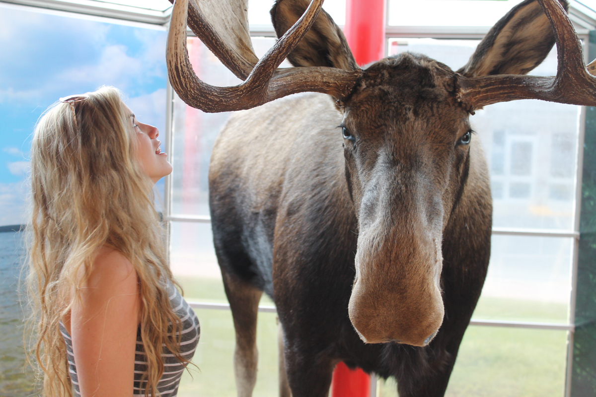 Eyeing moose