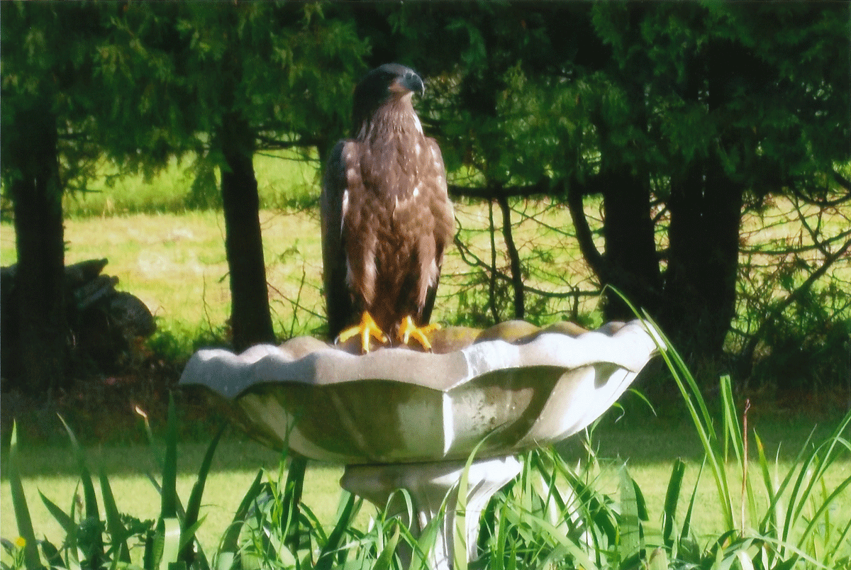 eagle-perch