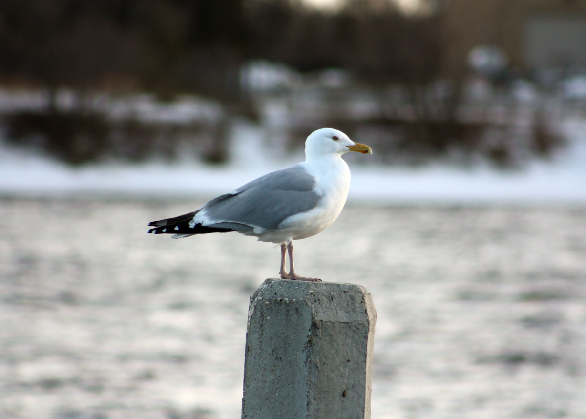 Sign of spring