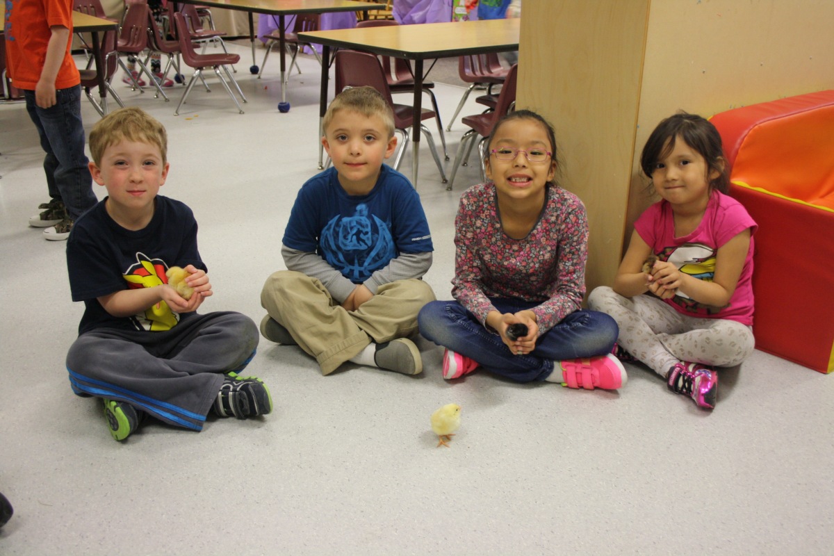 Classroom hatchlings