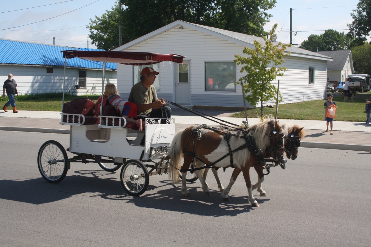 Mini horse and buggy