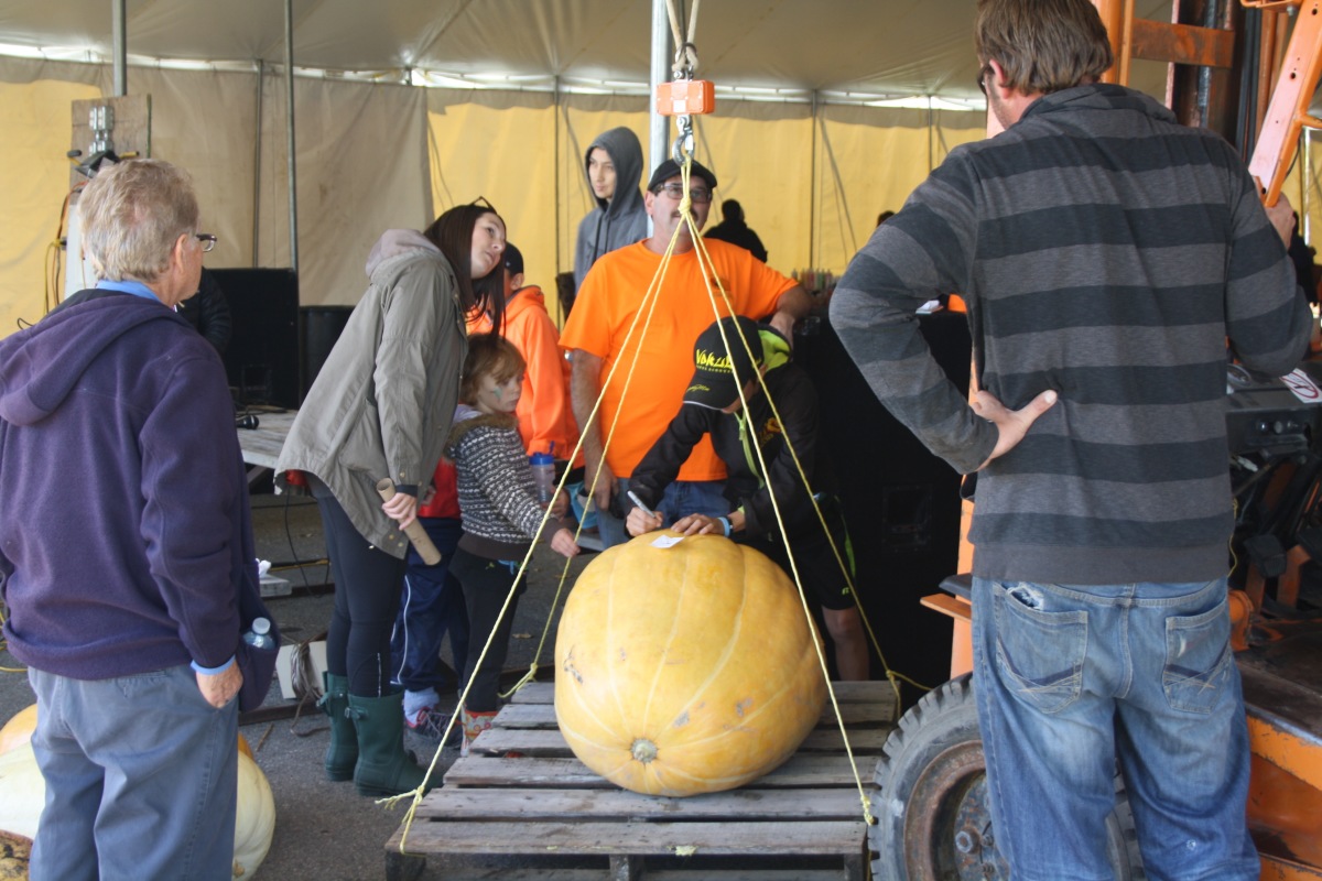 Weighing pumpkin