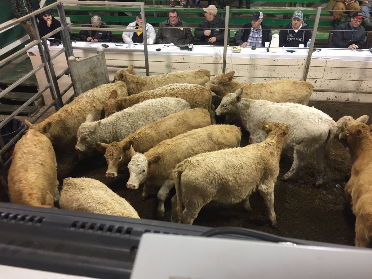 Cattle in ring