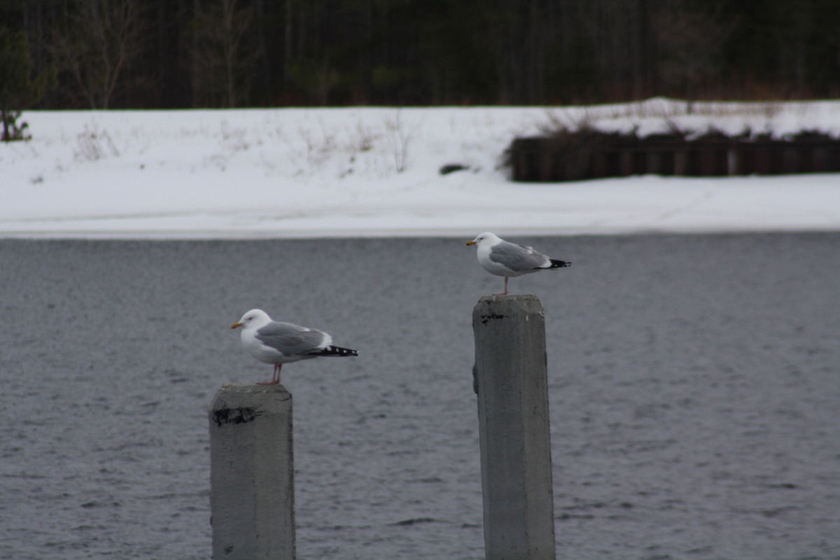 Spring harbingers