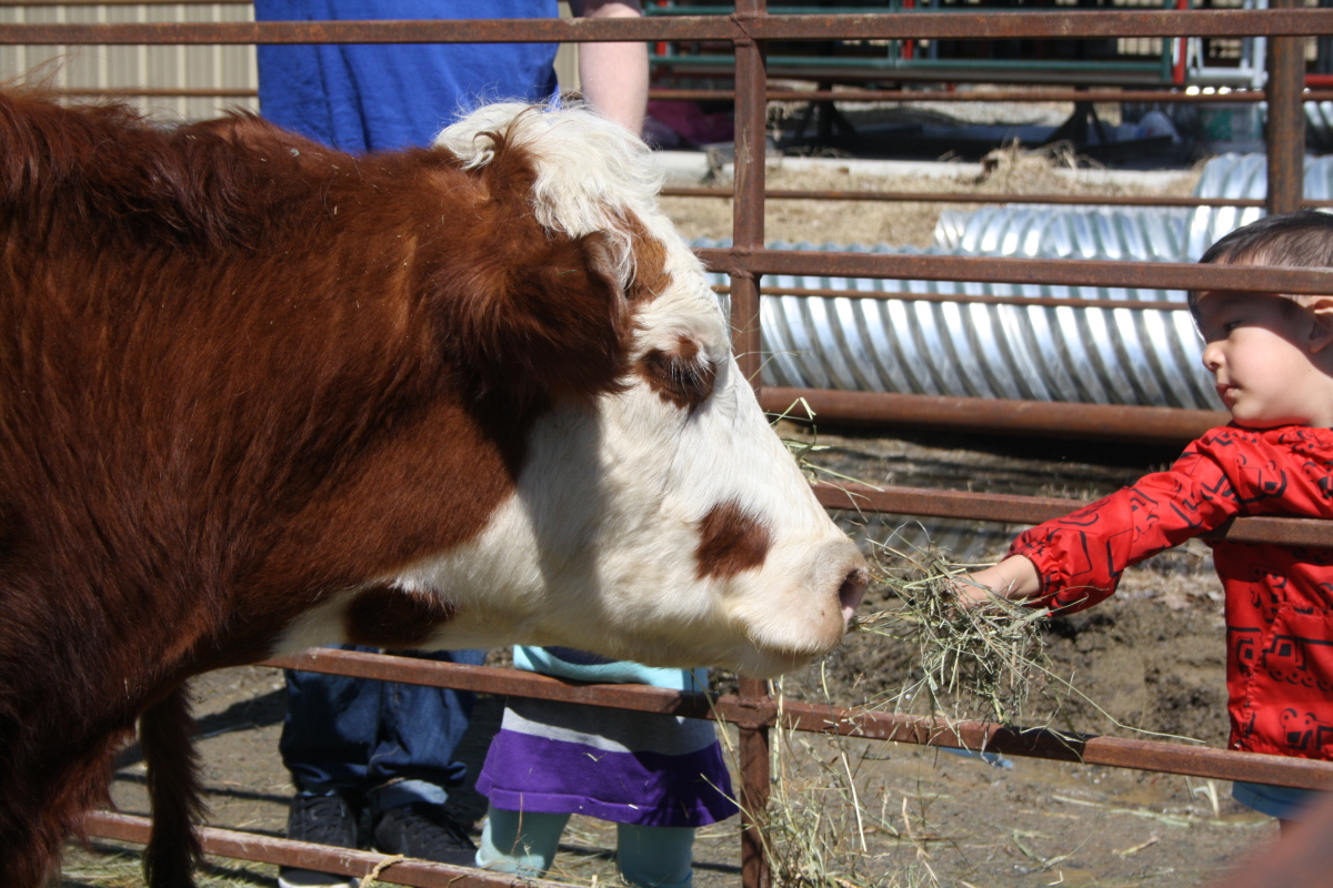Feeding cow