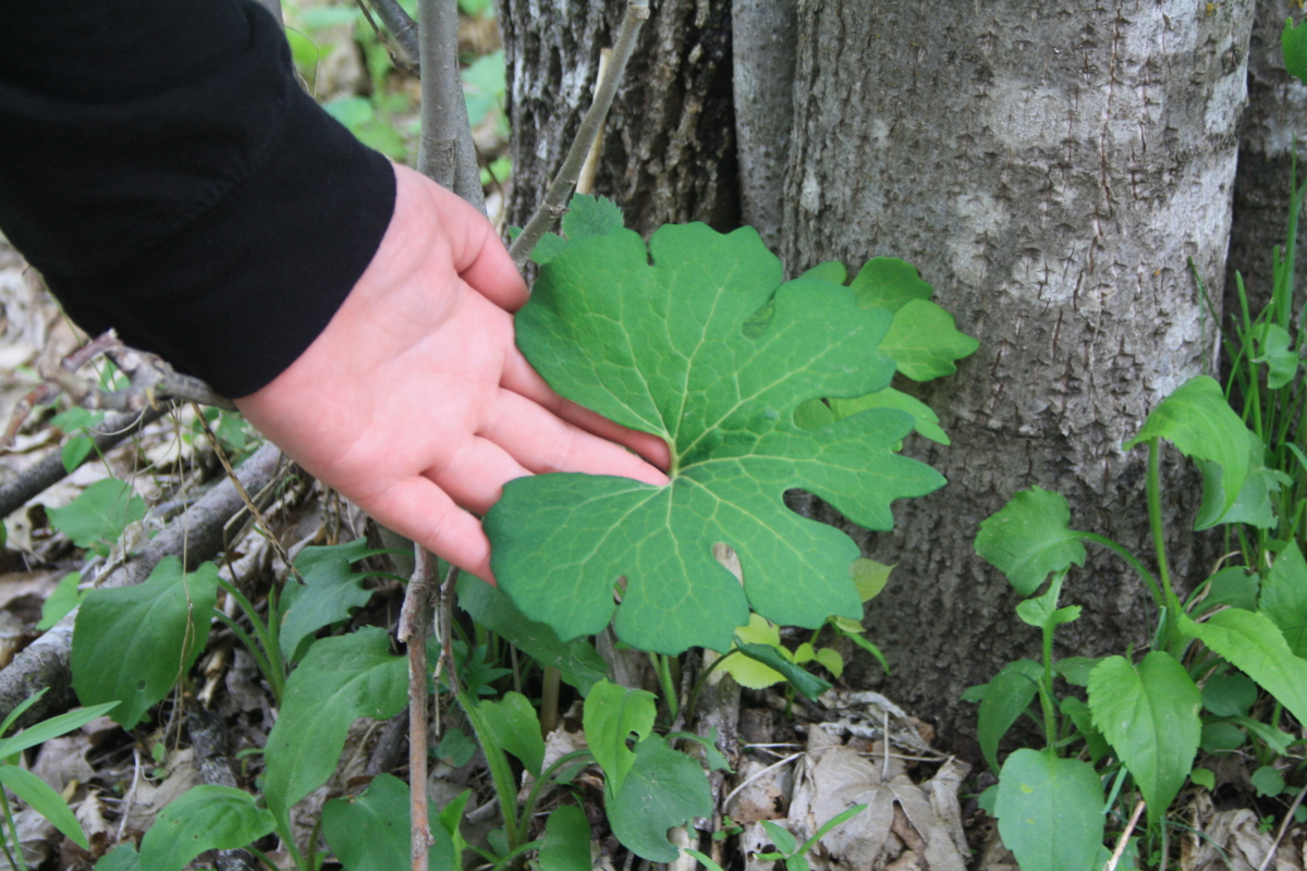 Bloodroot