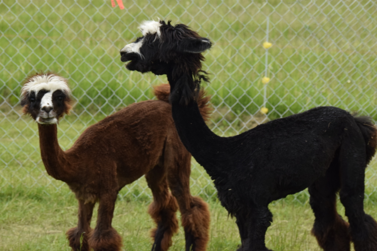 Sheared alpacas