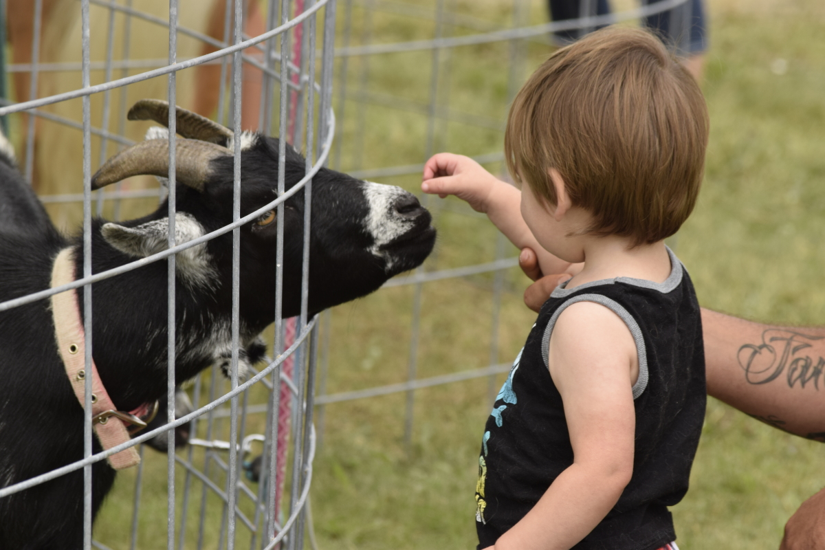 Petting goat