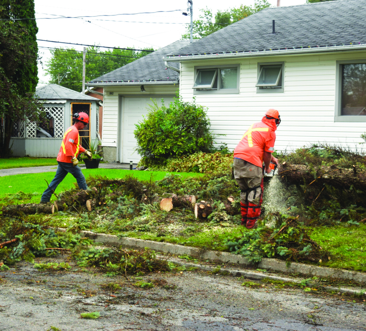Cutting up tree