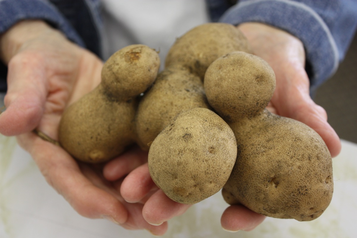 Unusual spud