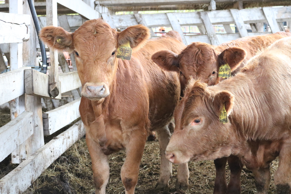 Trio of calves