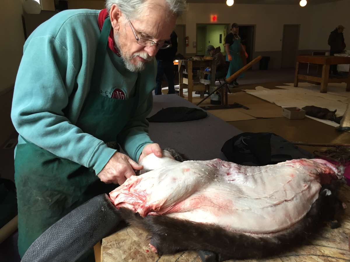 Cutting up beaver