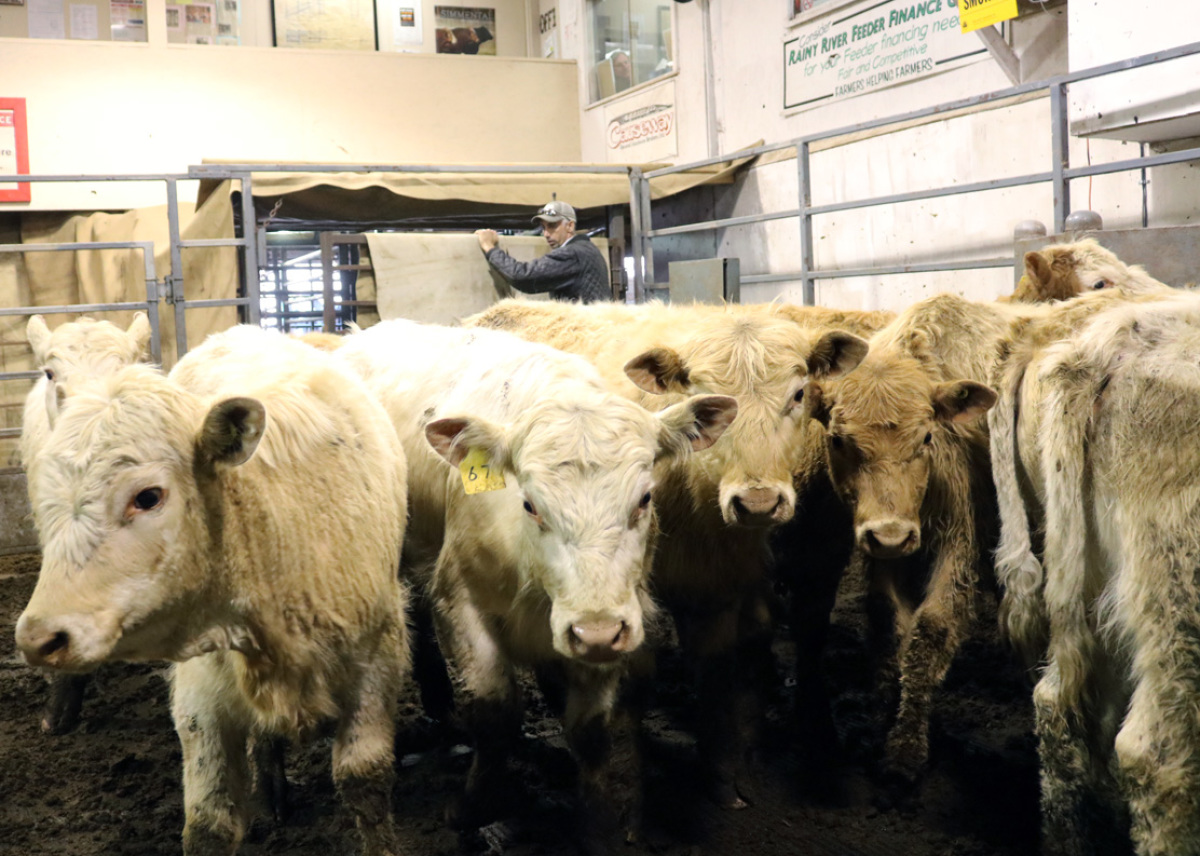 Cattle sale