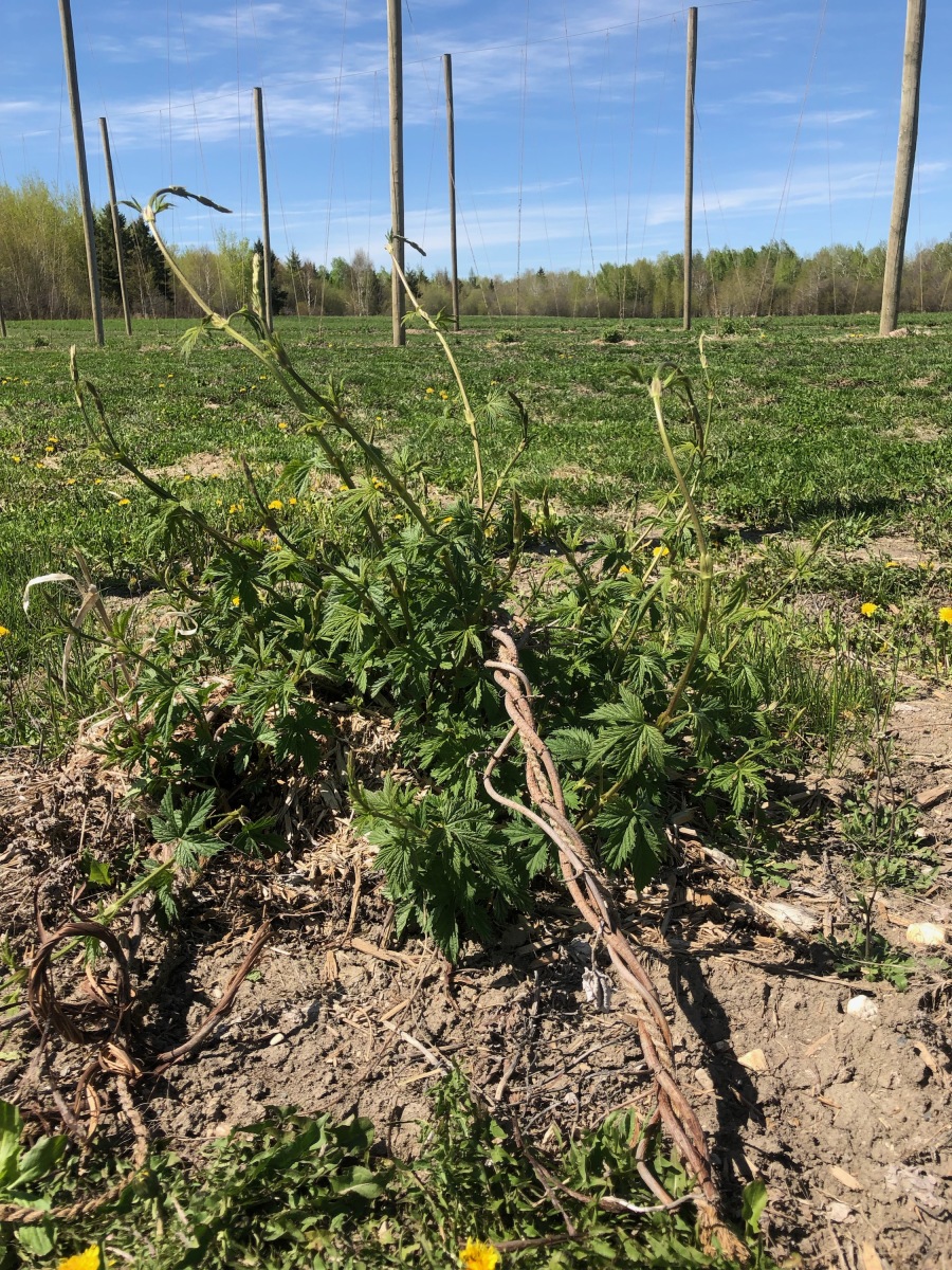 Hops trial returns