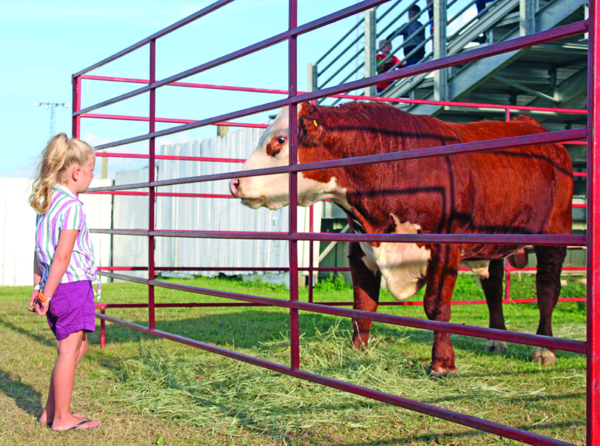 Eyeing up steer