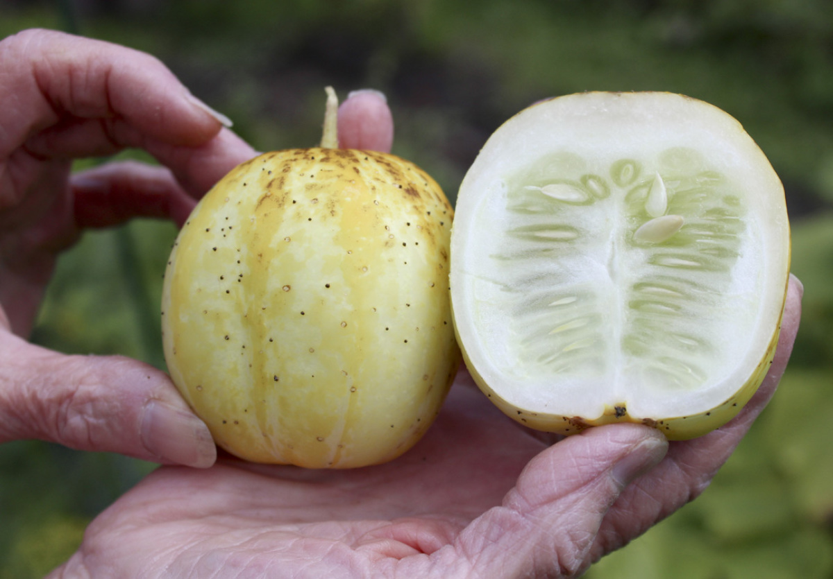 Hybrid veggie