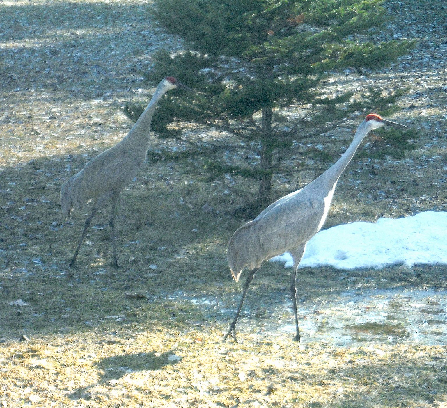 Sandhill cranes Fort Frances Times