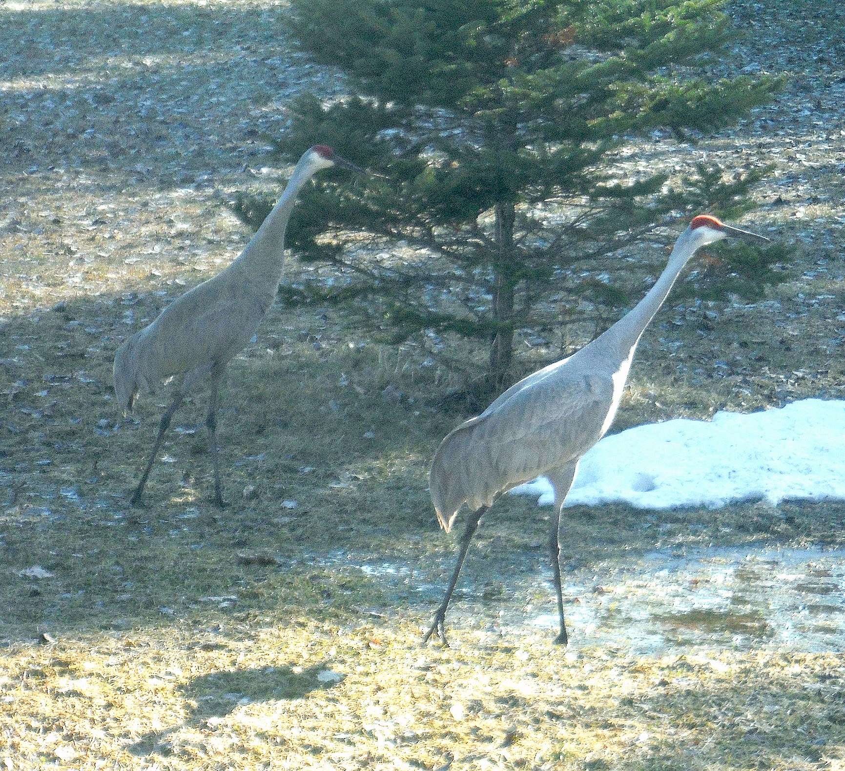 sandhill cranes2