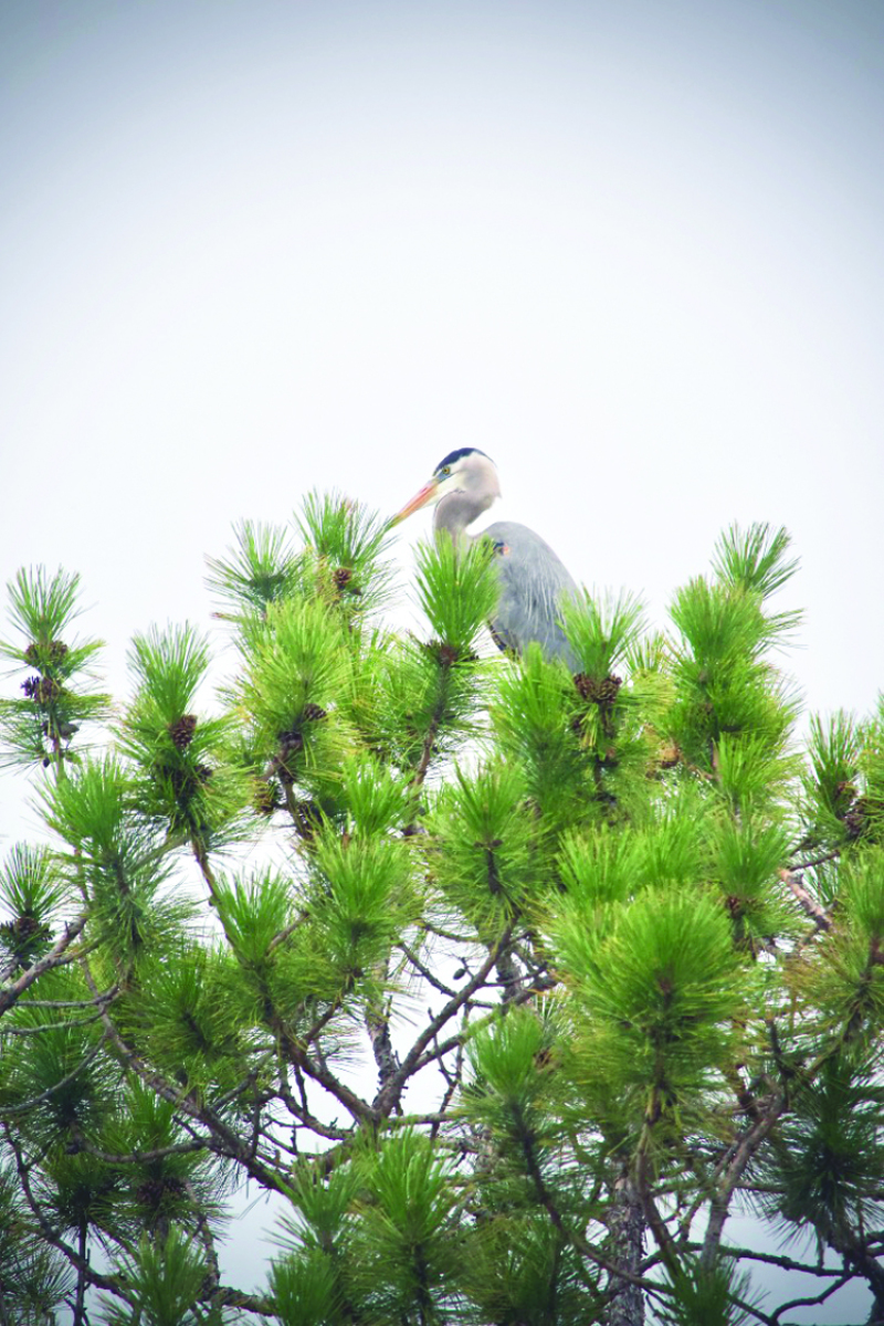 Stearns blue heron