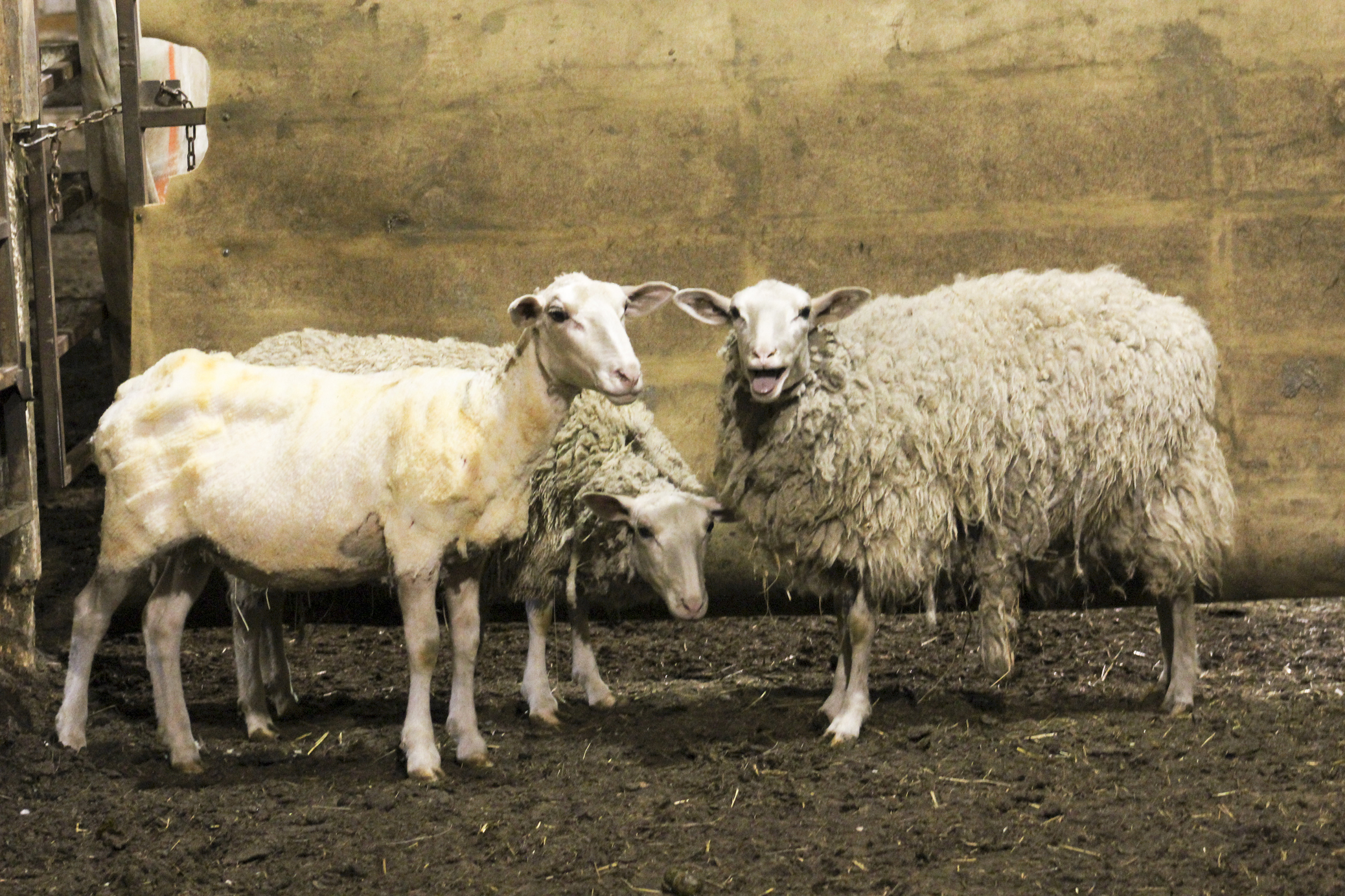 Fare thee wool