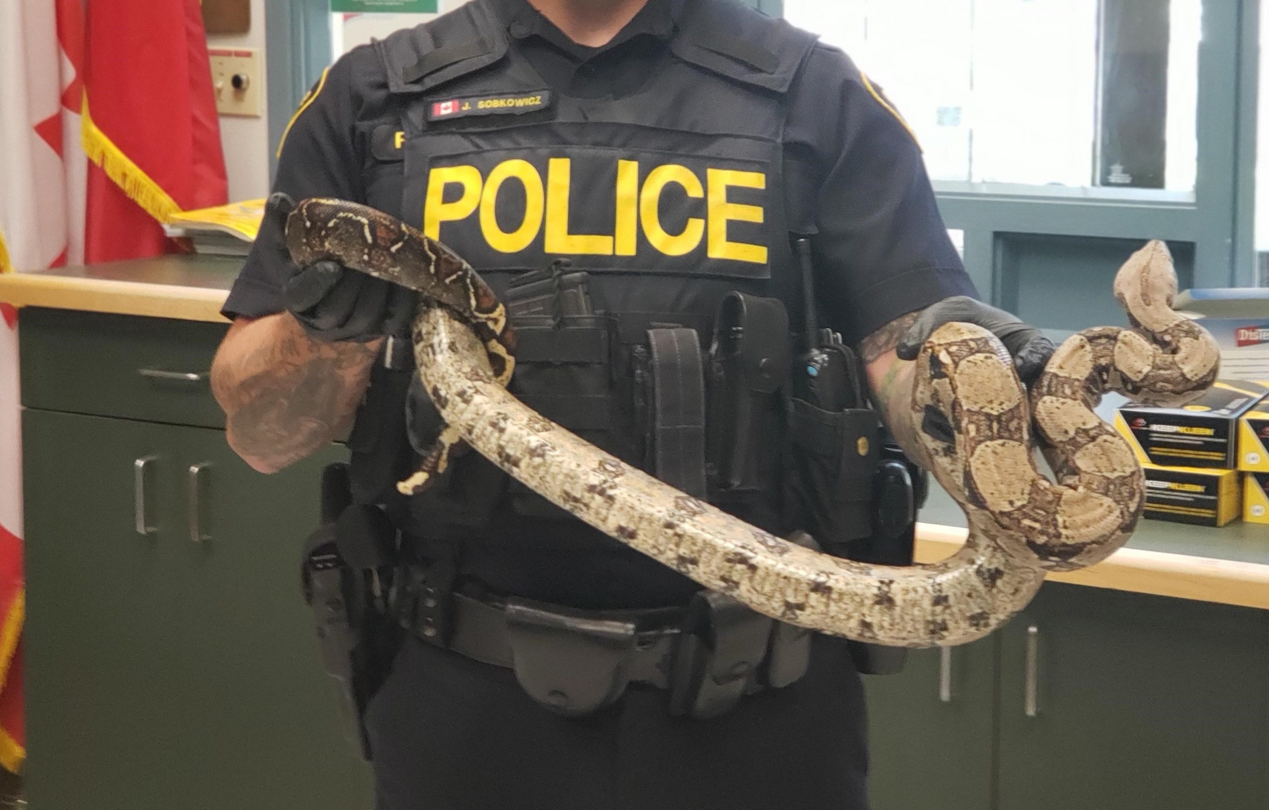 Police seeking owners of stray snake