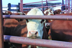 cattle sale3