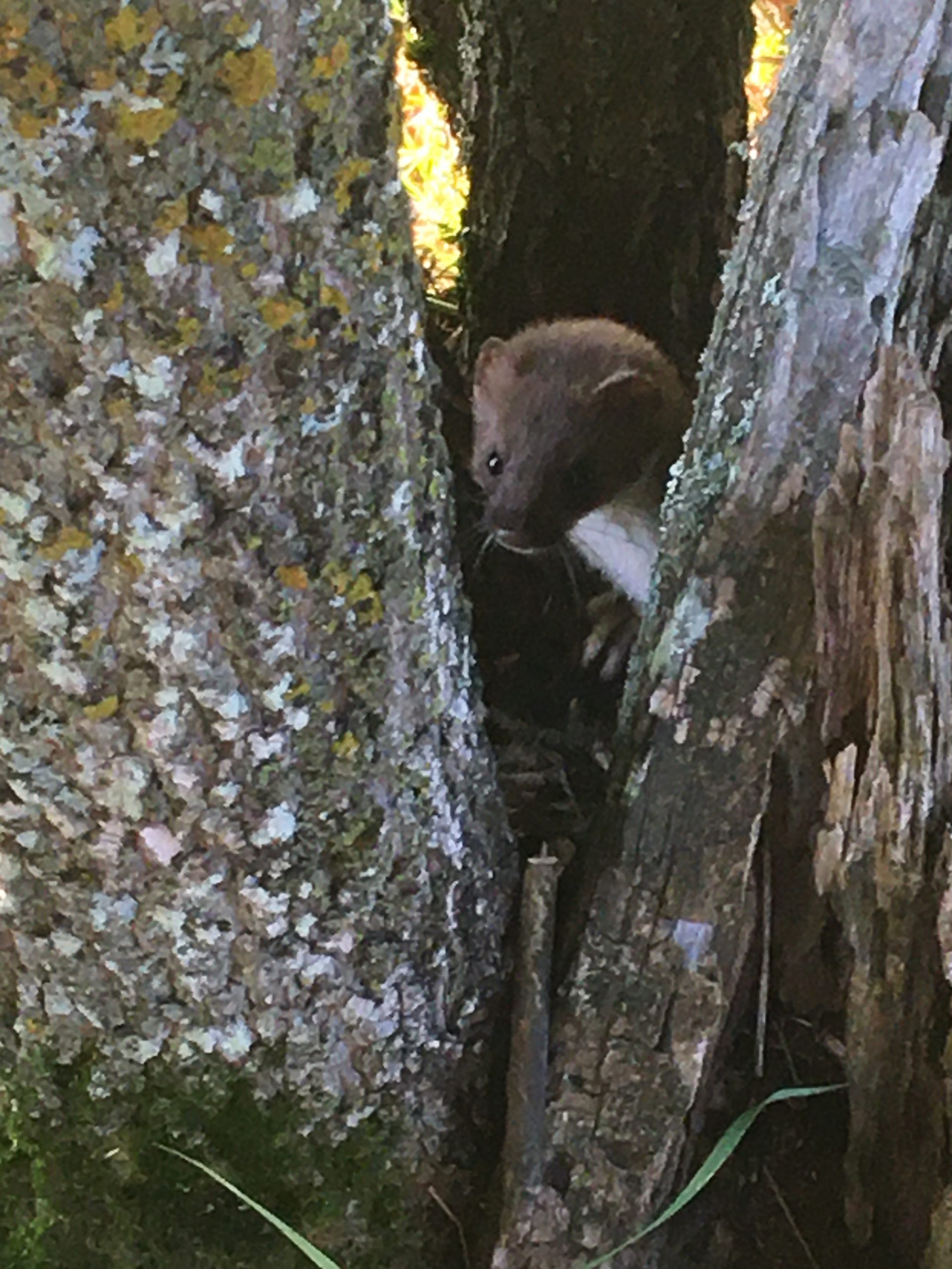Wee weasel